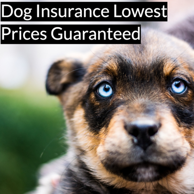 new launch new ad template — 